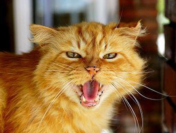 gatto-rosso 350-262