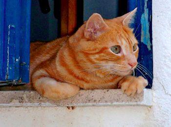 gatto-alla-finestra 350-260