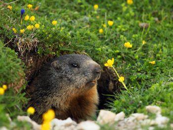 marmotta-nella-tana 350-260