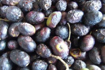 olive 2014