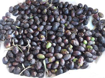 olive 2014 350 260