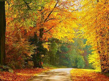 autunno 350 260