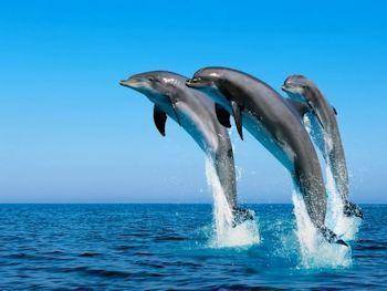 Delfini