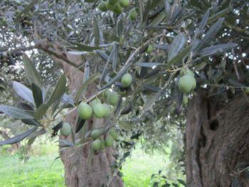 olivesullapianta 350 260