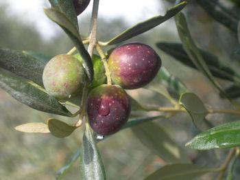 oliva itrana 350 260
