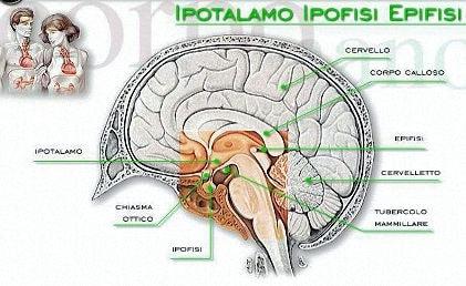 epifisi-ipofisi