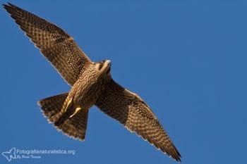 falco pellegrino falco peregrinus peregrine falcon wanderfalken 350 min
