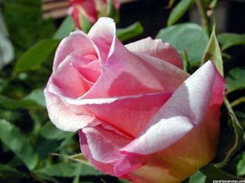 rosa rosa 350 260 min