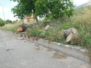 Taglio alberi 350 260 min
