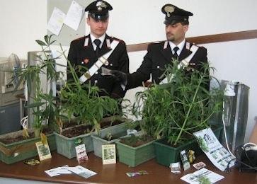Carabinieri sequestrano canapa indiana min