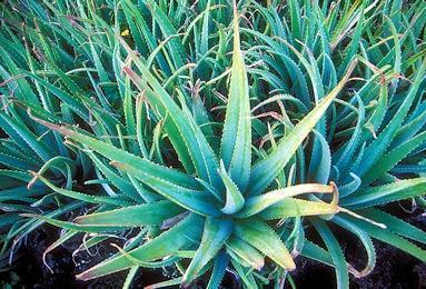 aloe vera 350 260 min