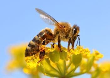 Apis mellifica in Omeopatia 350 250 min