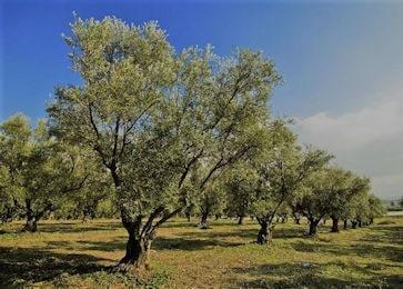Piante di ulivo 350 260 min