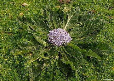 mandragora officinarum 350 260 min