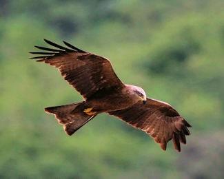 Nibbio bruno al volo 350 260 min