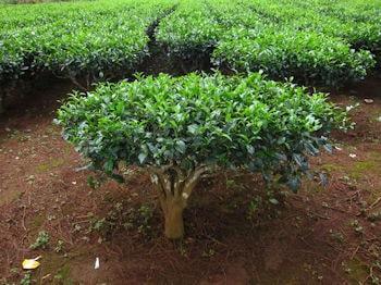 Pianta del the Camellia sinensis 350 260 min