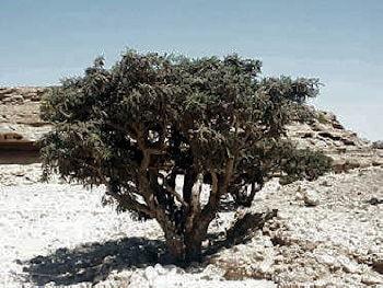 albero boswellia 350 260 min