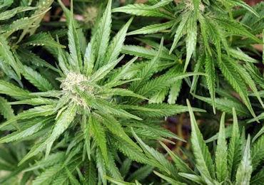 cannabis terapeutica 350 260 min