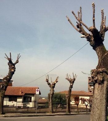 capitozzatura sarracino gli alberi di ferentino sono a rischio 350 min
