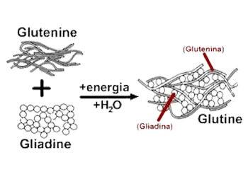 glutine celiachia rappresentazione min