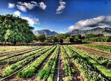 agricoltura green economy 350 min