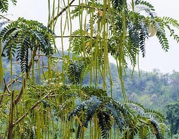 moringaoleifera 350 min