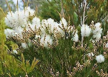 malaleuca350ridimensionata min
