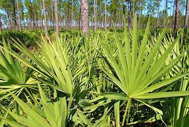 sabal serrulata 350 min