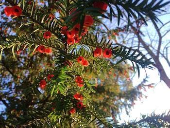 Taxus baccata o albero della morte