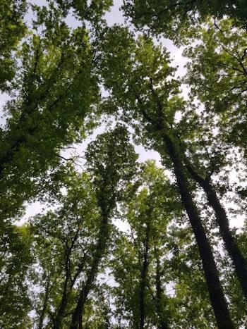 Giornata Mondiale dell'Ambiente alberi 350 min