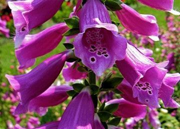 Digitalis Purpurea min