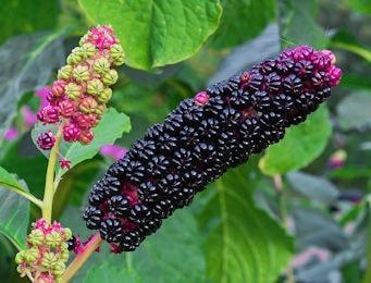 Phytolacca 390 min