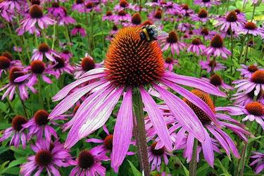 Echinacea purpurea 370 min