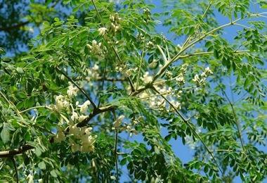 moringa oleifera 380 min