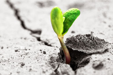 Dimostrazioni di resilienza 390