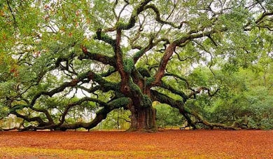 tree of life 390 min