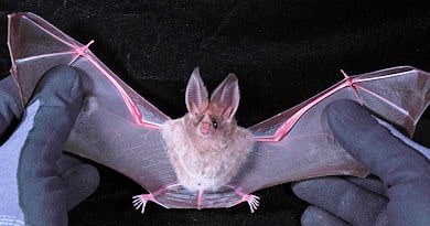 pipistrello II Bo Live Unipd 390 min
