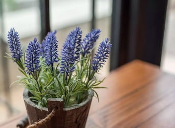 Lavanda piante antistress min