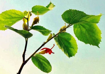 gymnema sylvestre benefits 370 min