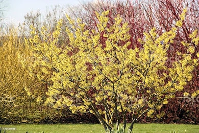 istockphoto hamamelis mollis pallida 390 min