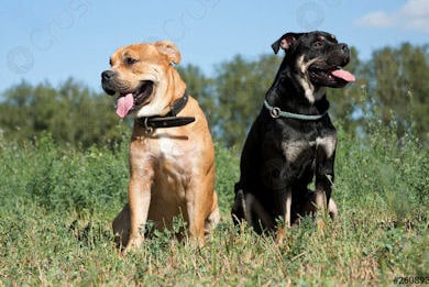 Cene rosso e cane nero min