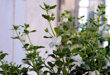 Bacopa monnieri cure naturali.it 380 min
