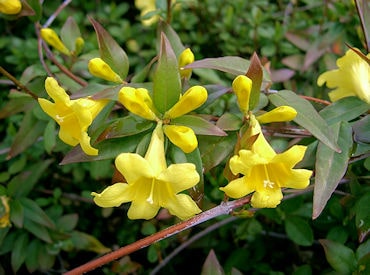 gelsemium sempervirens Libriomeopatia min