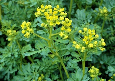 ruta pianta aromatica 390 min