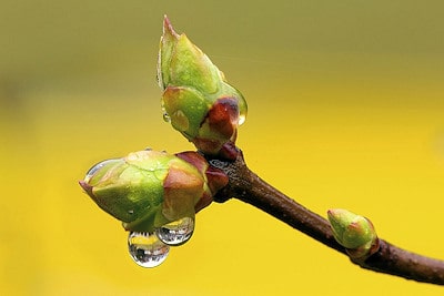 Gemmoterapia Soin et Nature 400 min