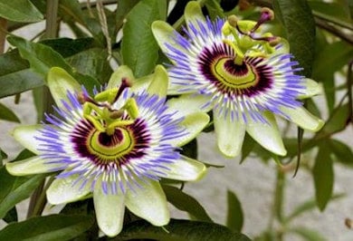 Passiflora rimedio naturale contro ansia e stress 390 min
