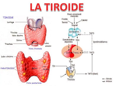 tiroide ormoni regolazione ormonale 390 Gastroepato min