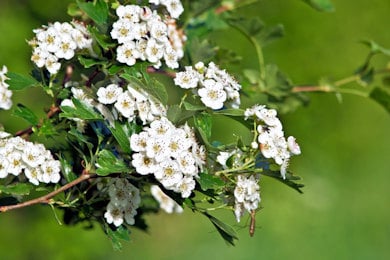 biancospino Laborbio min
